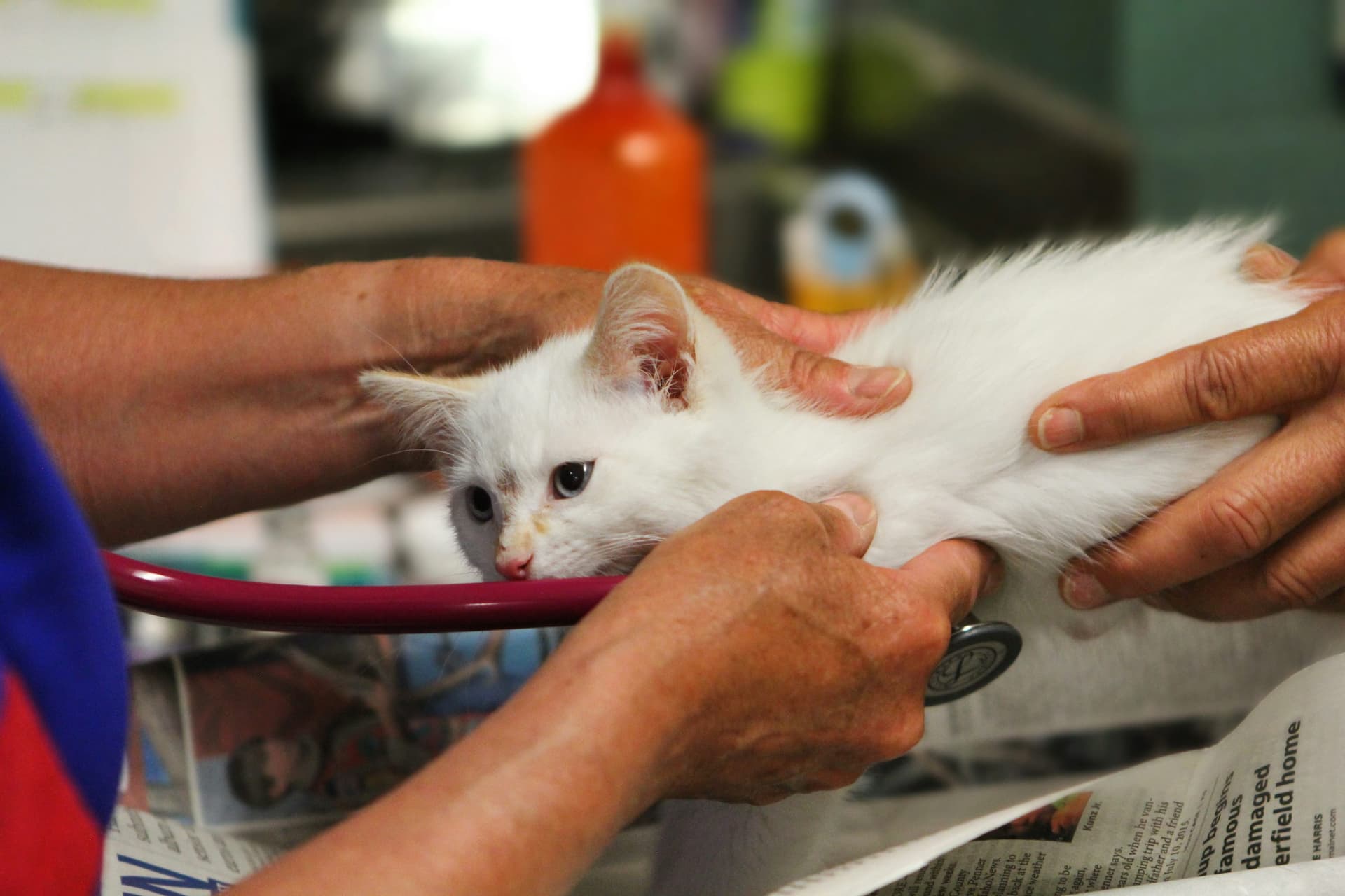 10 Signs Your Pet Needs Immediate Veterinary Care