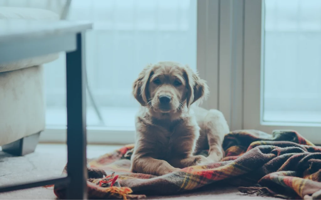 Pet Insurance Industry Trends in 2026