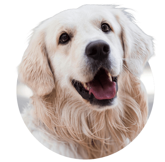 Happy dog