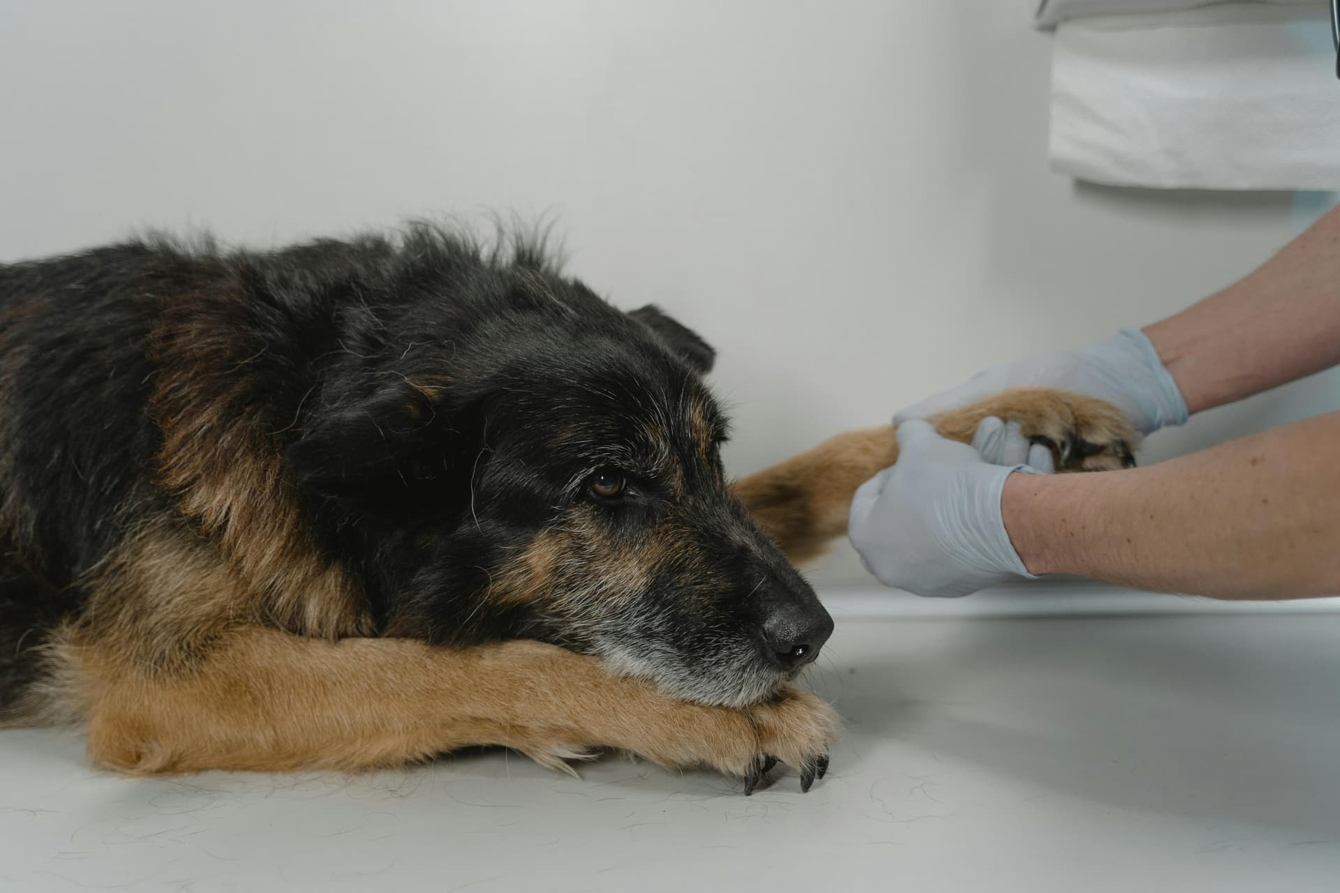 Is Pet Insurance Worth It for New and Experienced Owners?