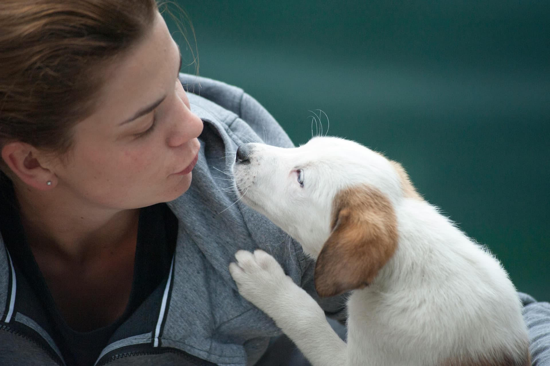 When to Get Pet Insurance: Puppies, Kittens, and Seniors