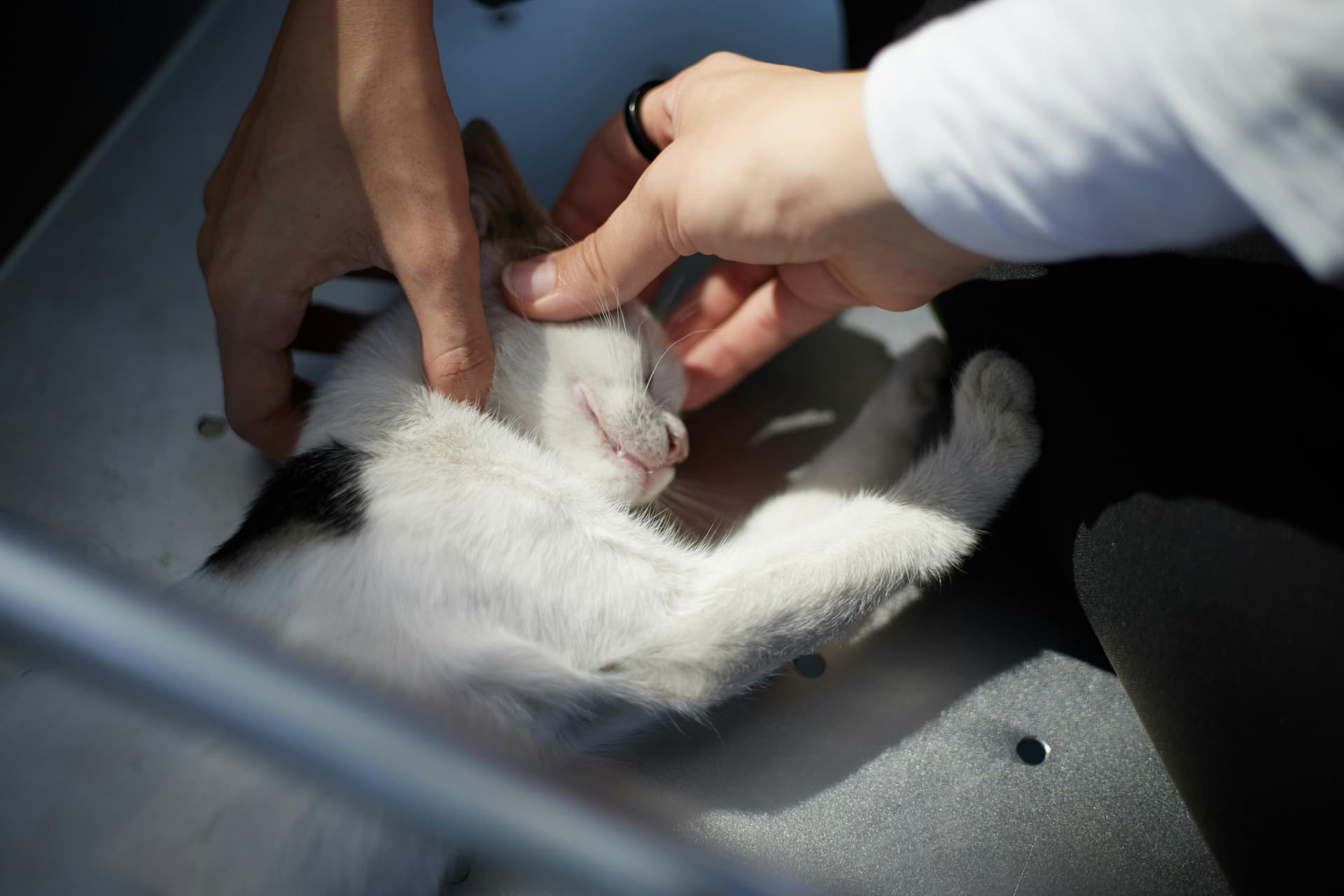 Why Pet Insurance Is Becoming a Must-Have in 2025