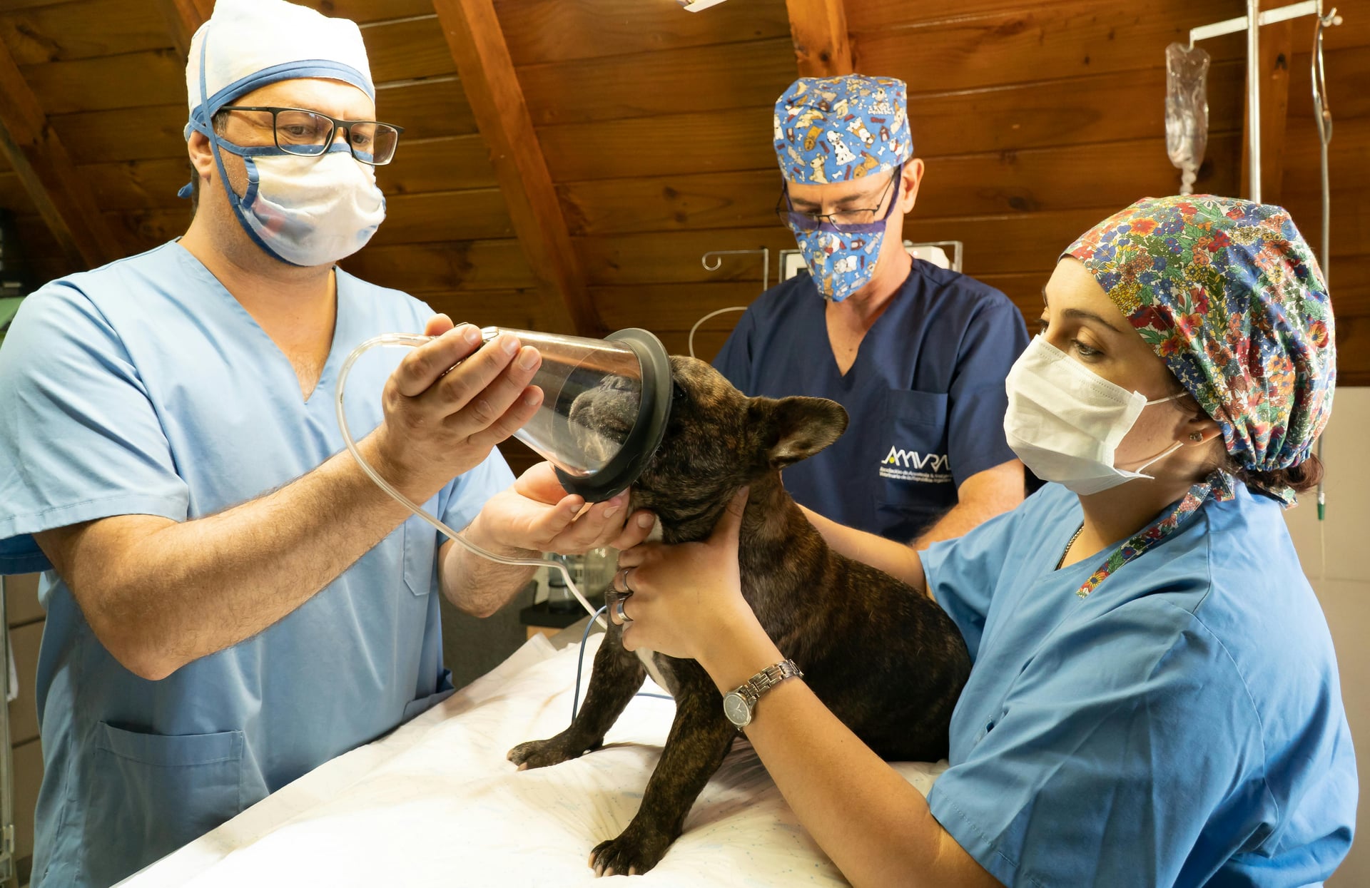 The Real Cost of Vet Procedures: What Every Pet Parent Needs to Know