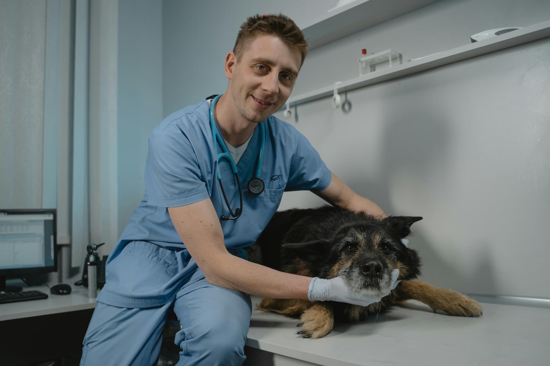 Top 5 Factors That Decide If Dog Insurance Is Worth It for You