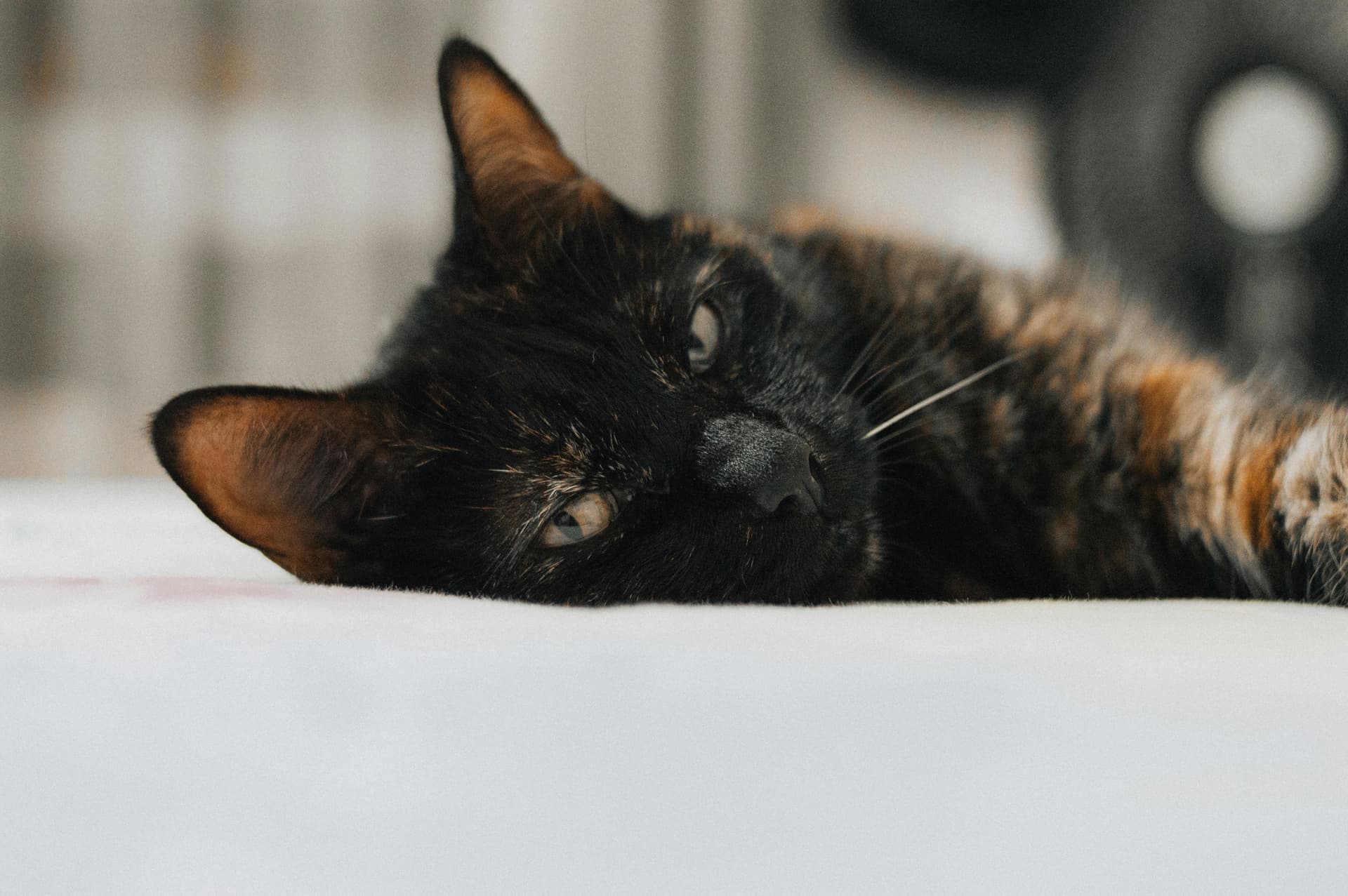 Is Cat Insurance Worth It for Older Cats? What to Consider