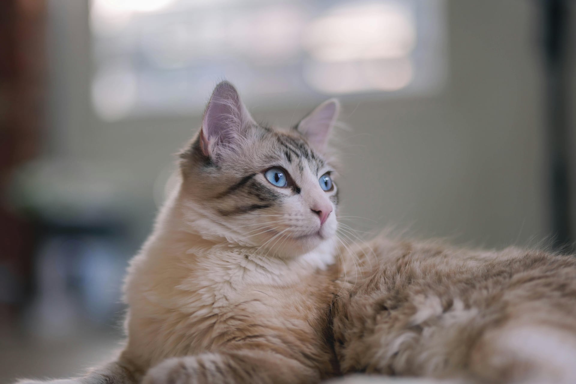 9 Must-Know Facts on What Cat Insurance Covers in 2025