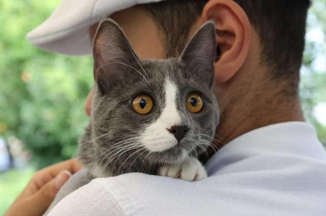 Cat Insurance Before Spaying or Neutering?