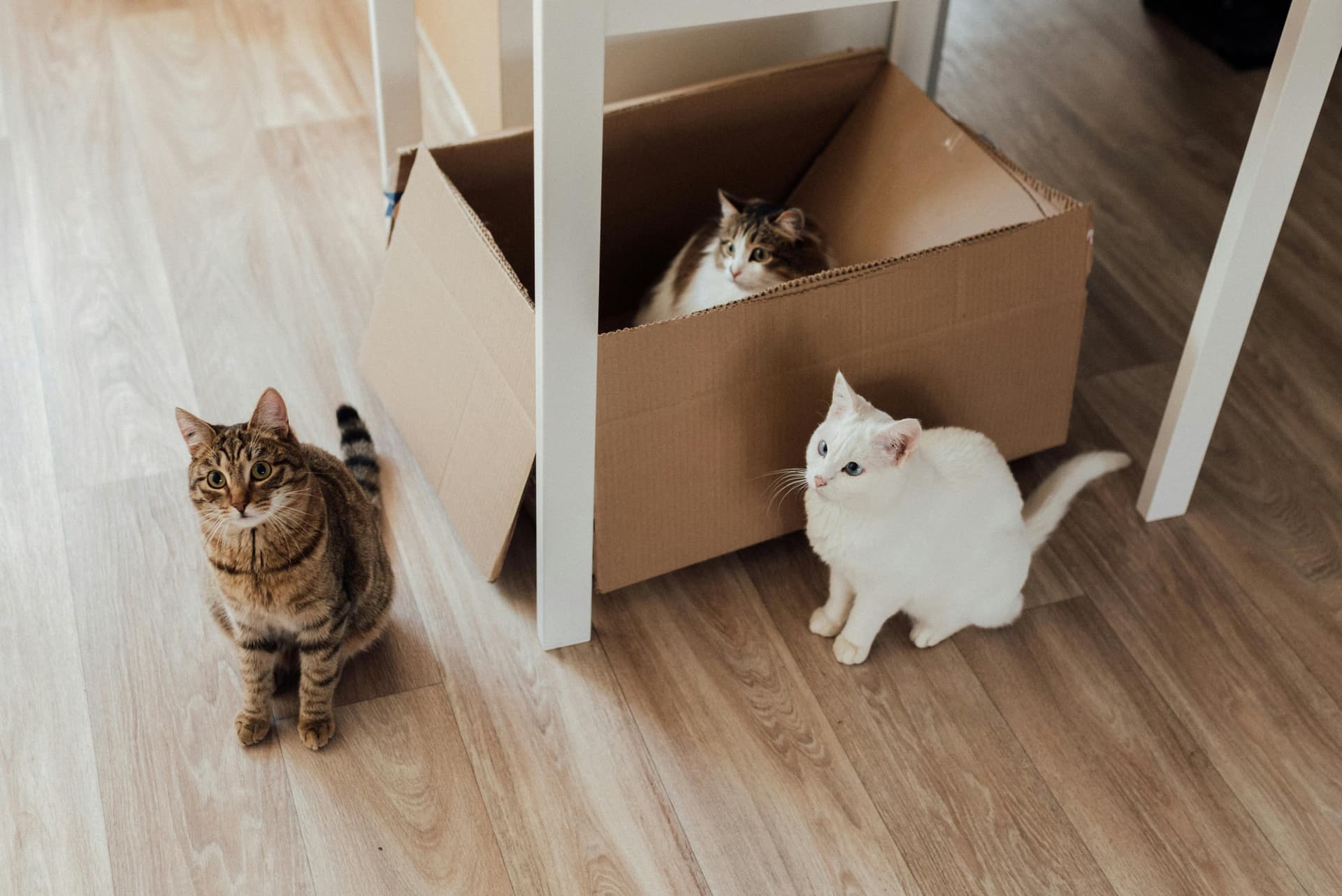 Is Pet Insurance Worth It for Indoor Cats?