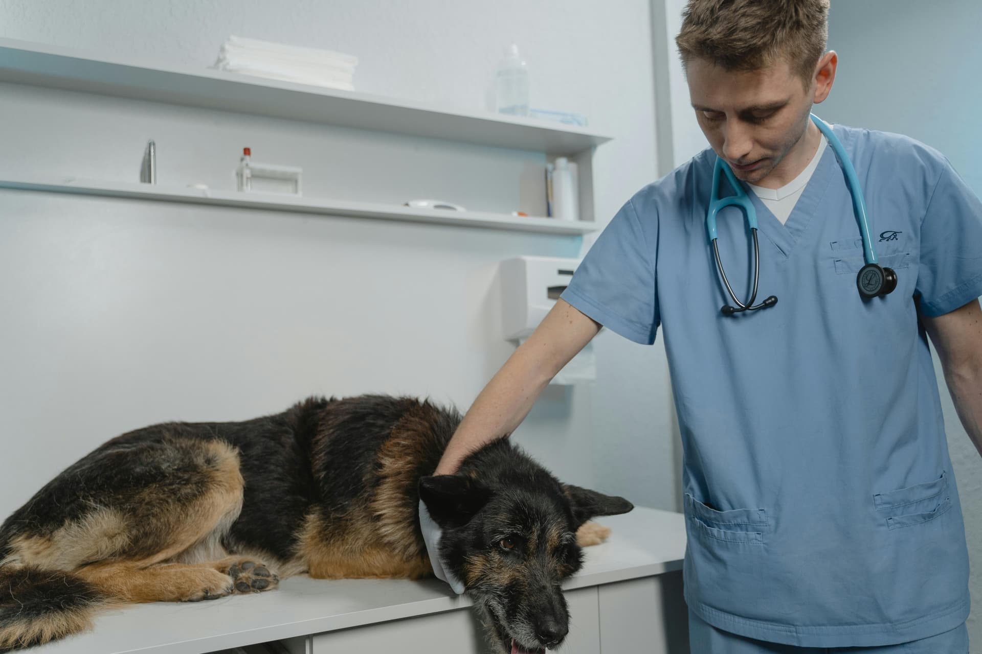 Top 6 Best Pet Insurance Companies in 2025