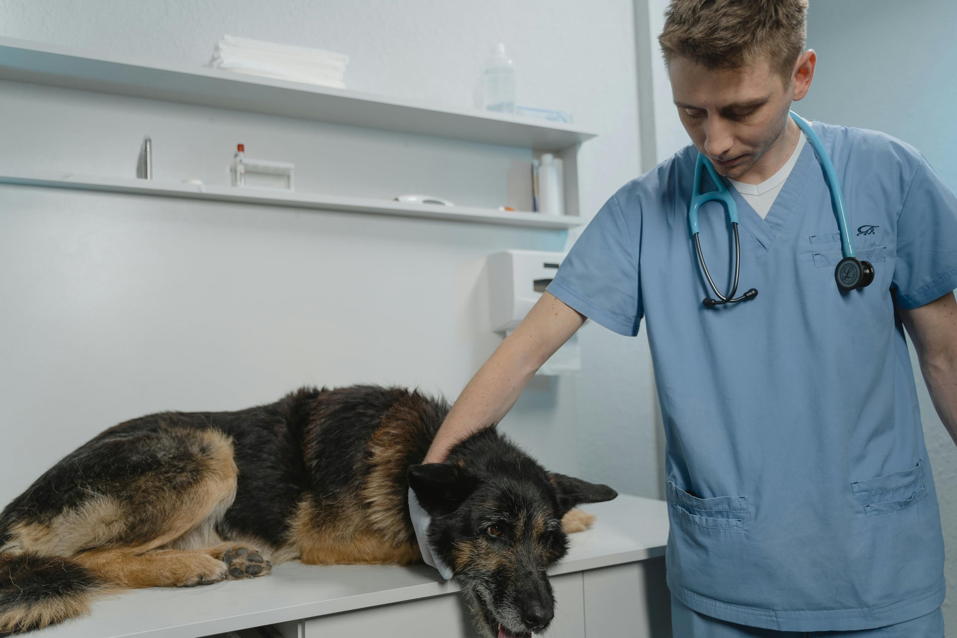 Top 6 Best Pet Insurance Companies in 2025