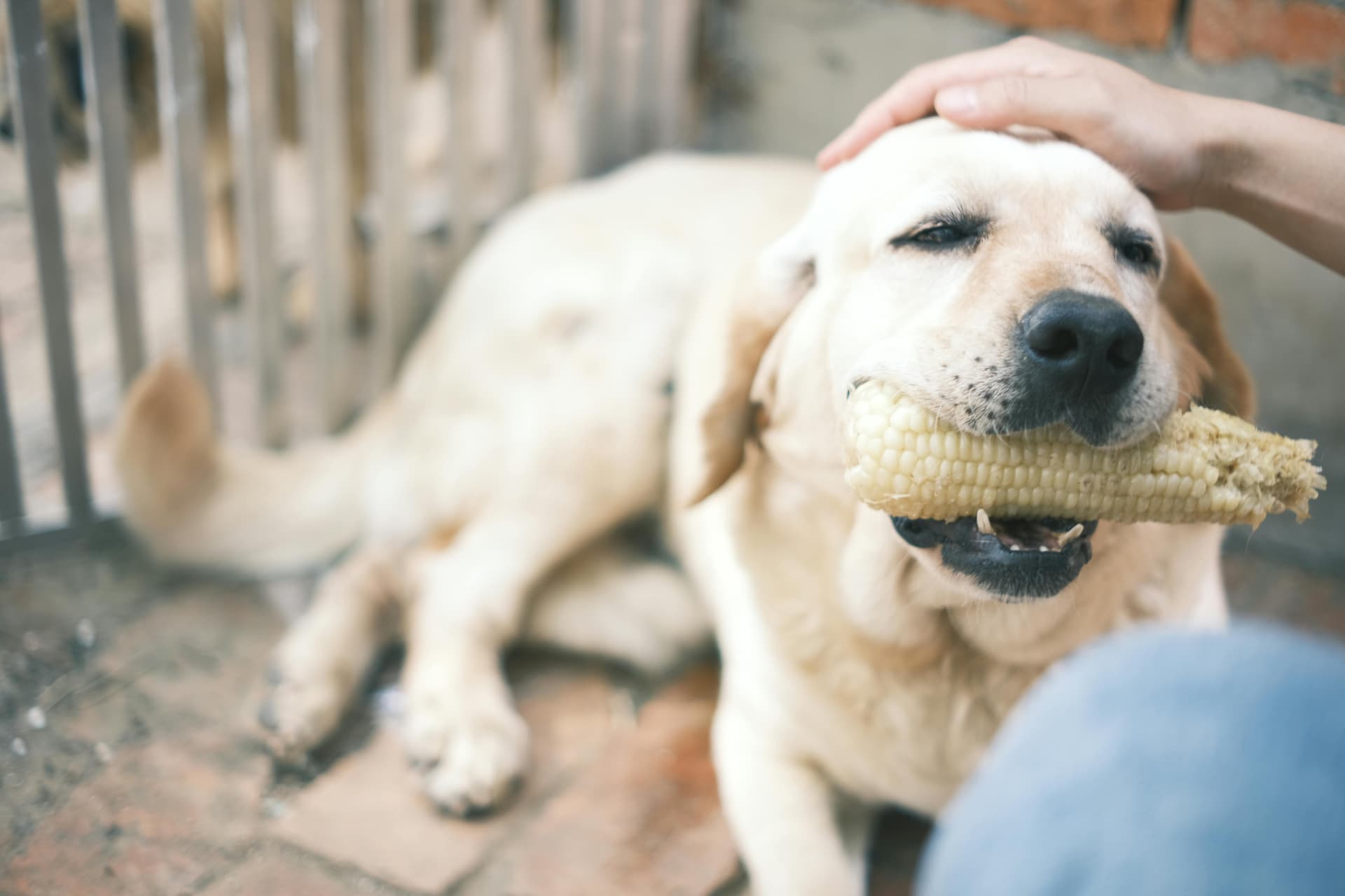 Can Dogs Eat Corn? What You Should Know Before Sharing This Snack