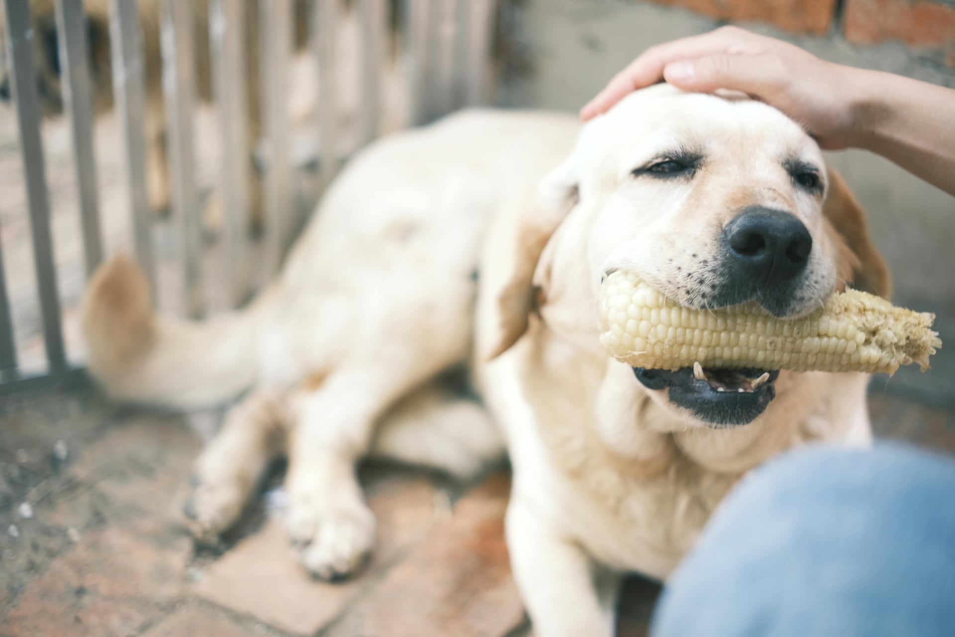 Can Dogs Eat Corn? What You Should Know Before Sharing This Snack