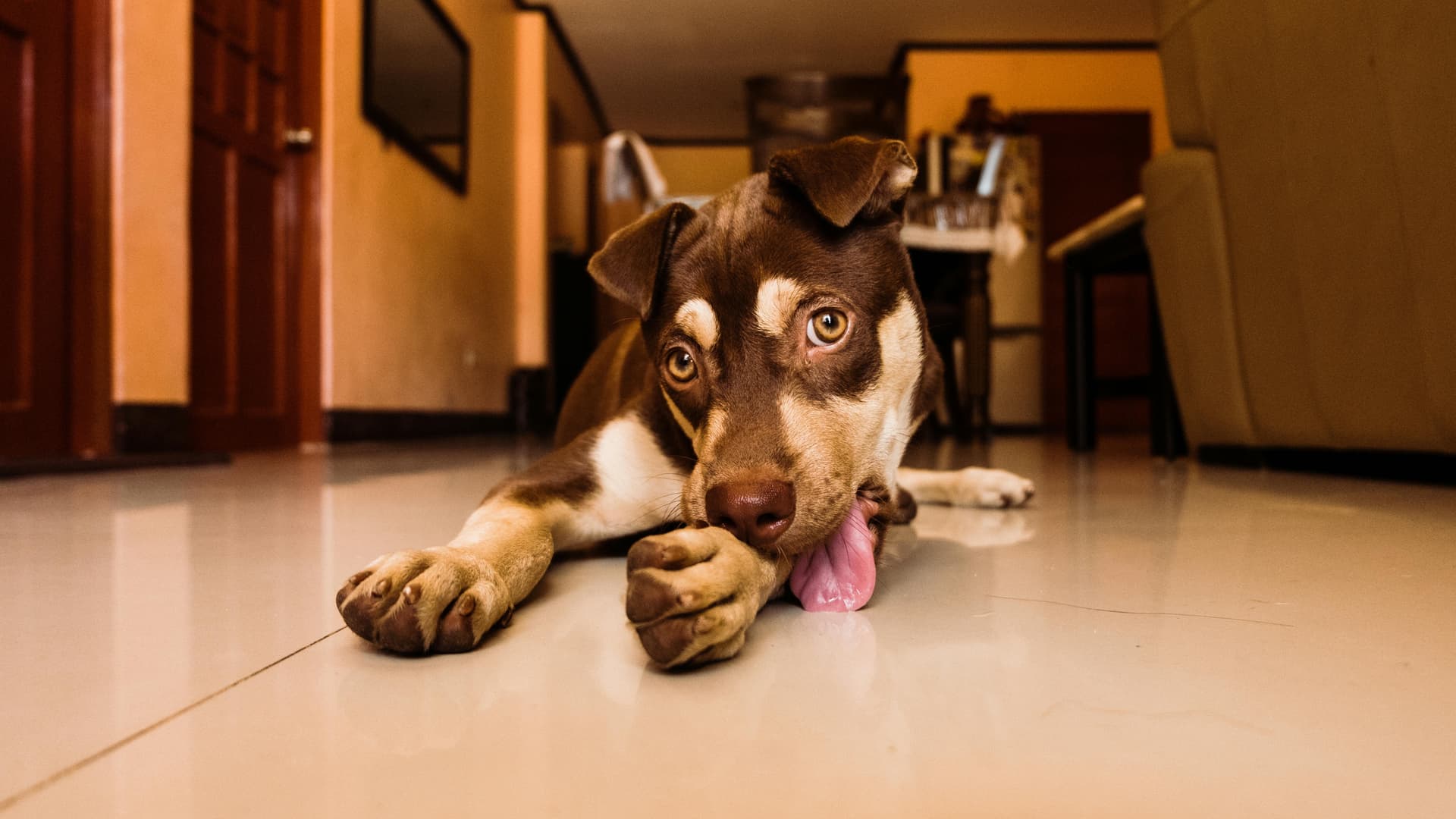 Why Do Dogs Lick Their Paws? Understanding the Top 6 Causes