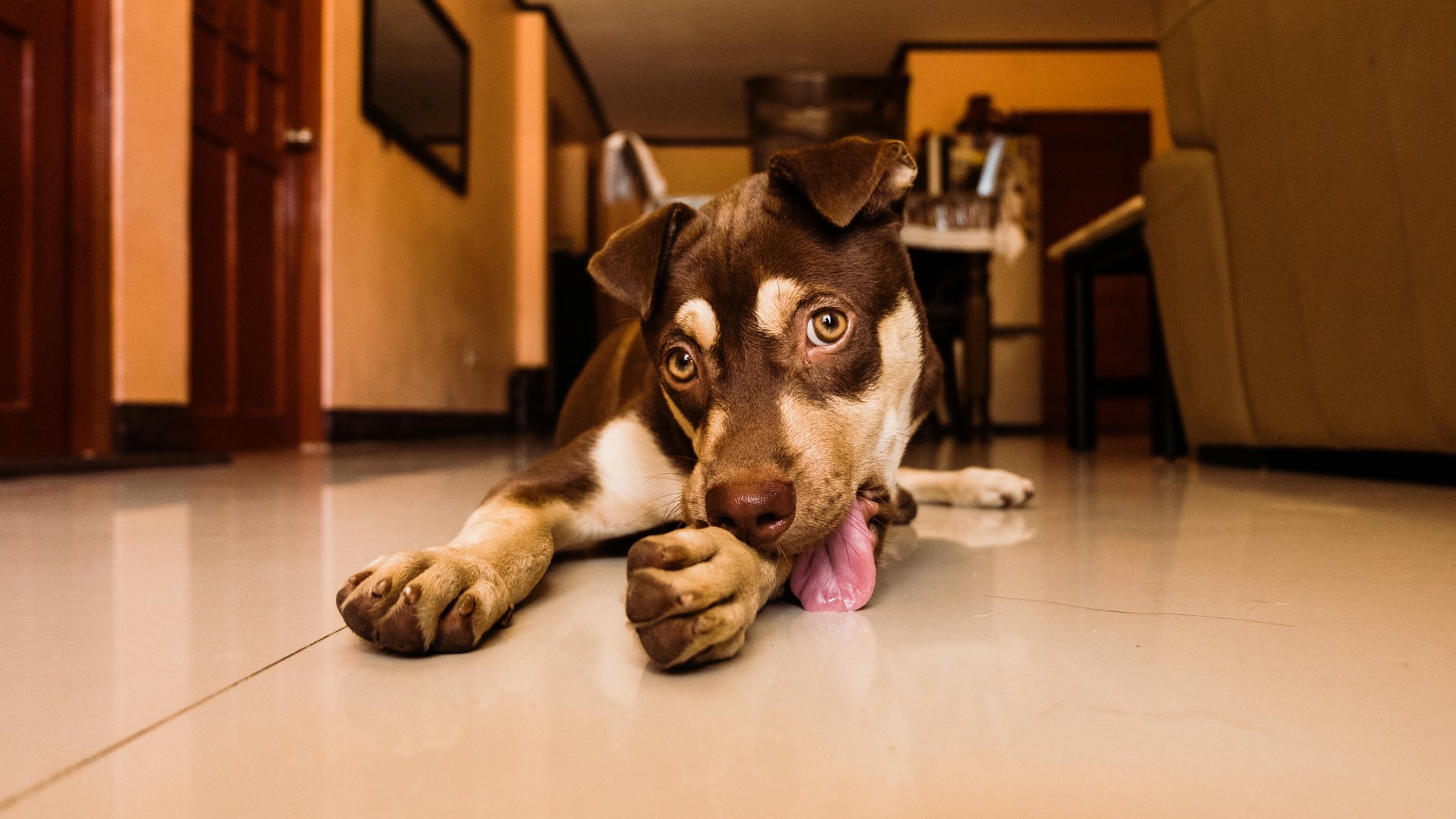 Why Do Dogs Lick Their Paws? Understanding the Top 6 Causes