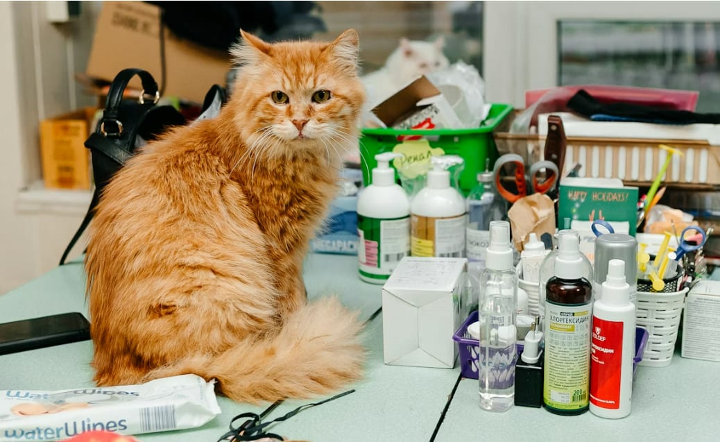 Veterinary Clinic Revenue Breakdown: Where the Money Goes