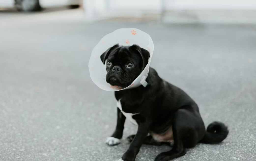 Veterinary Business Management: Smarter Ways to Grow