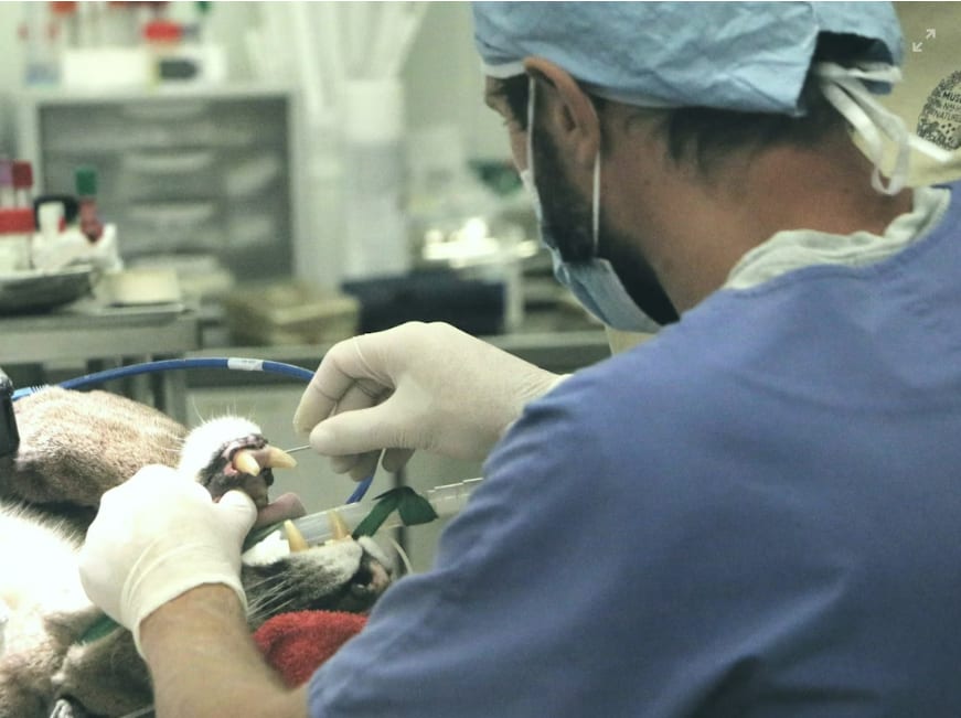 How to Cut Costs at a Veterinary Practice Without Losing Care