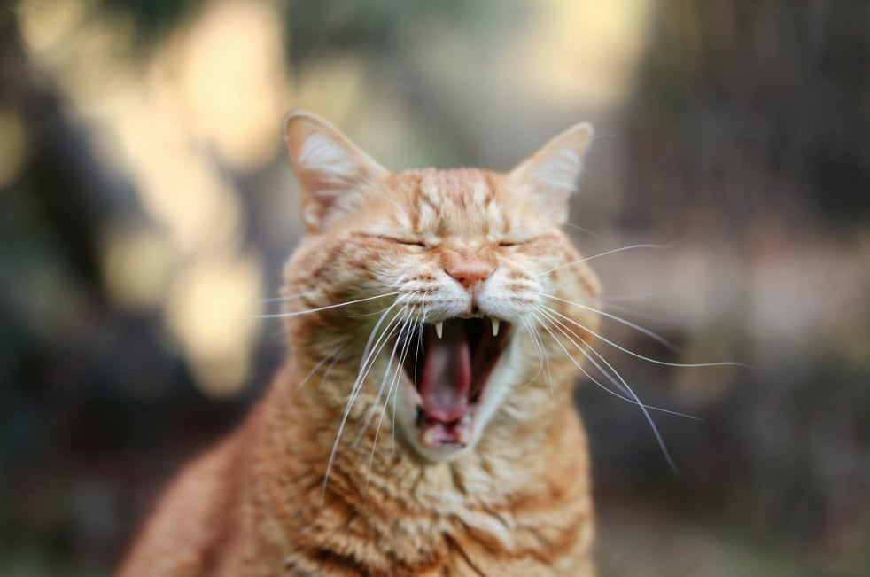 Why Is My Cat Sneezing a Lot? 7 Possible Causes You Shouldn’t Ignore