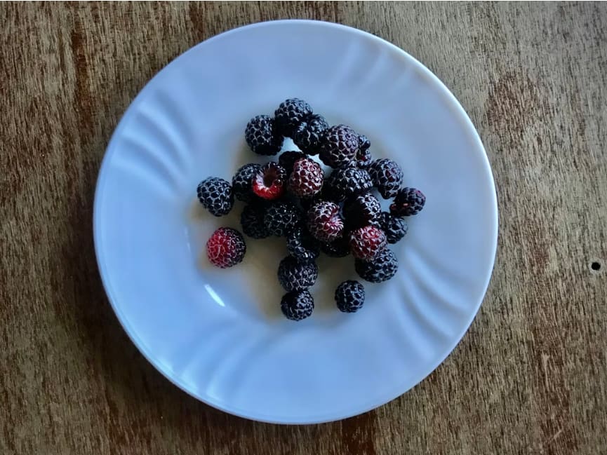 Can Dogs Eat Blackberries? Dos, Don’ts, and Feeding Guidelines