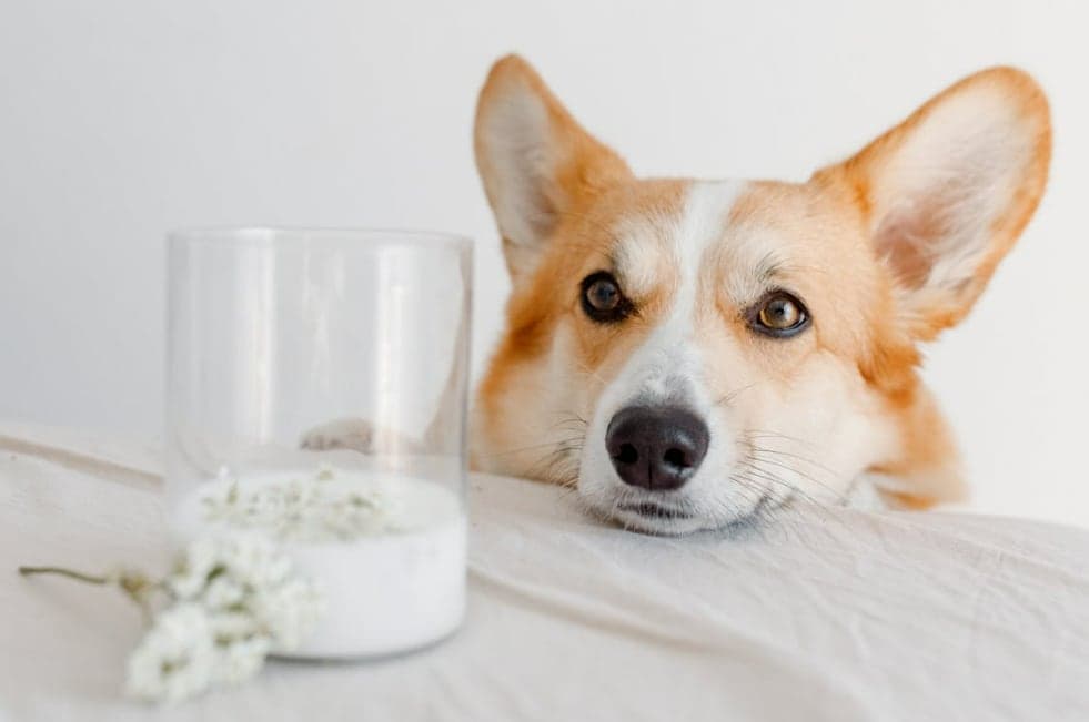 Can Dogs Have Milk? Vet-Approved Facts and Feeding Tips