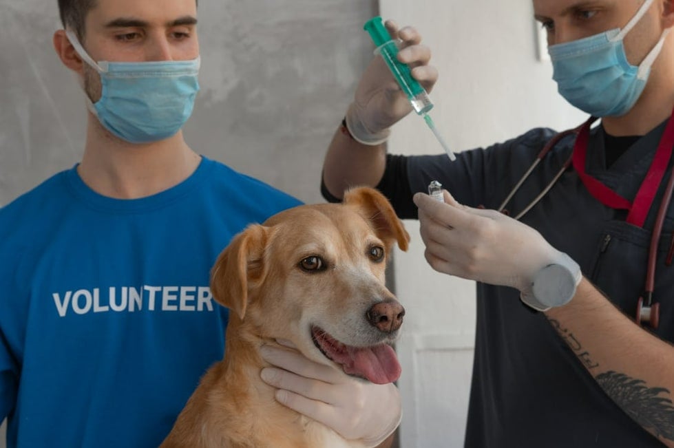 Why Rabies Shot Prices Vary So Much — And How to Get the Best Deal