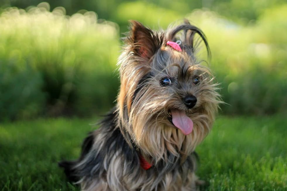 Yorkshire Terrier Cost: Upfront and Yearly Expenses