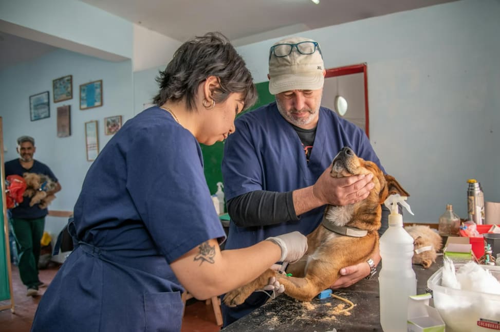 How to Choose the Right Pet Insurance in Colorado (Expert Tips)