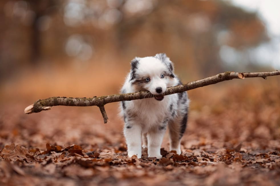 How Much Does It Cost to Microchip a Dog? Saving Tips