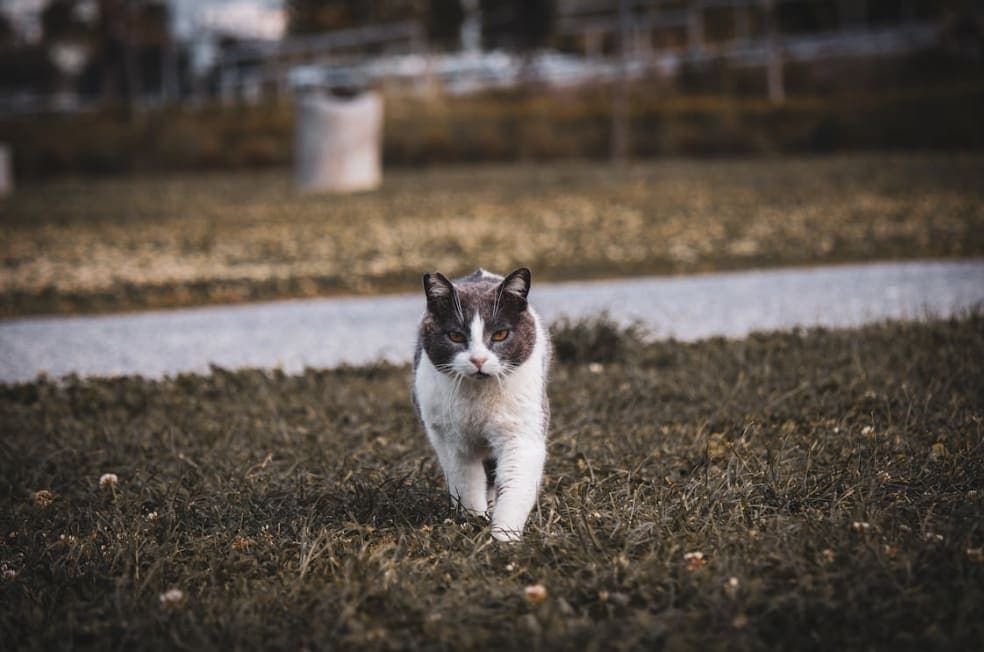 No More Homeless Pets Vet — Local Guide & Care Overview