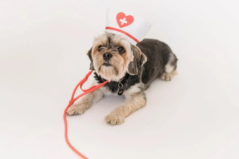 Heart of Texas Vet — Local Guide & Complete Care Overview