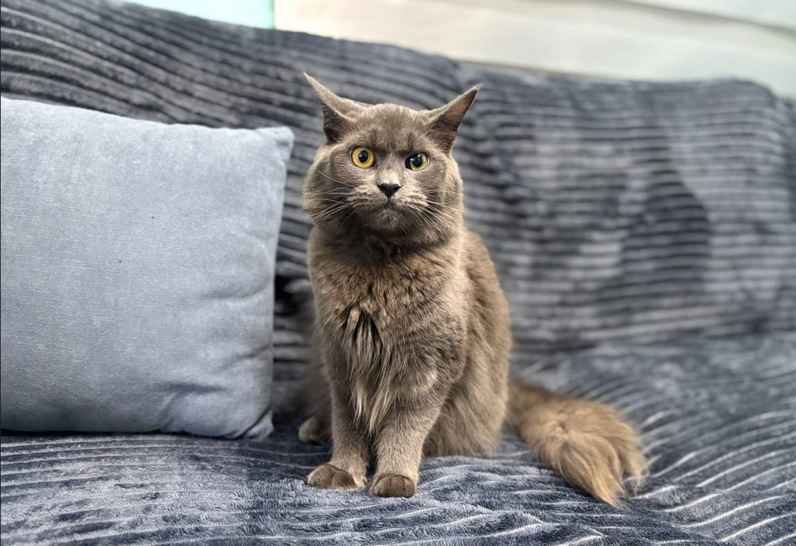 Spaying a Cat: How Much It Costs and What Affects the Price