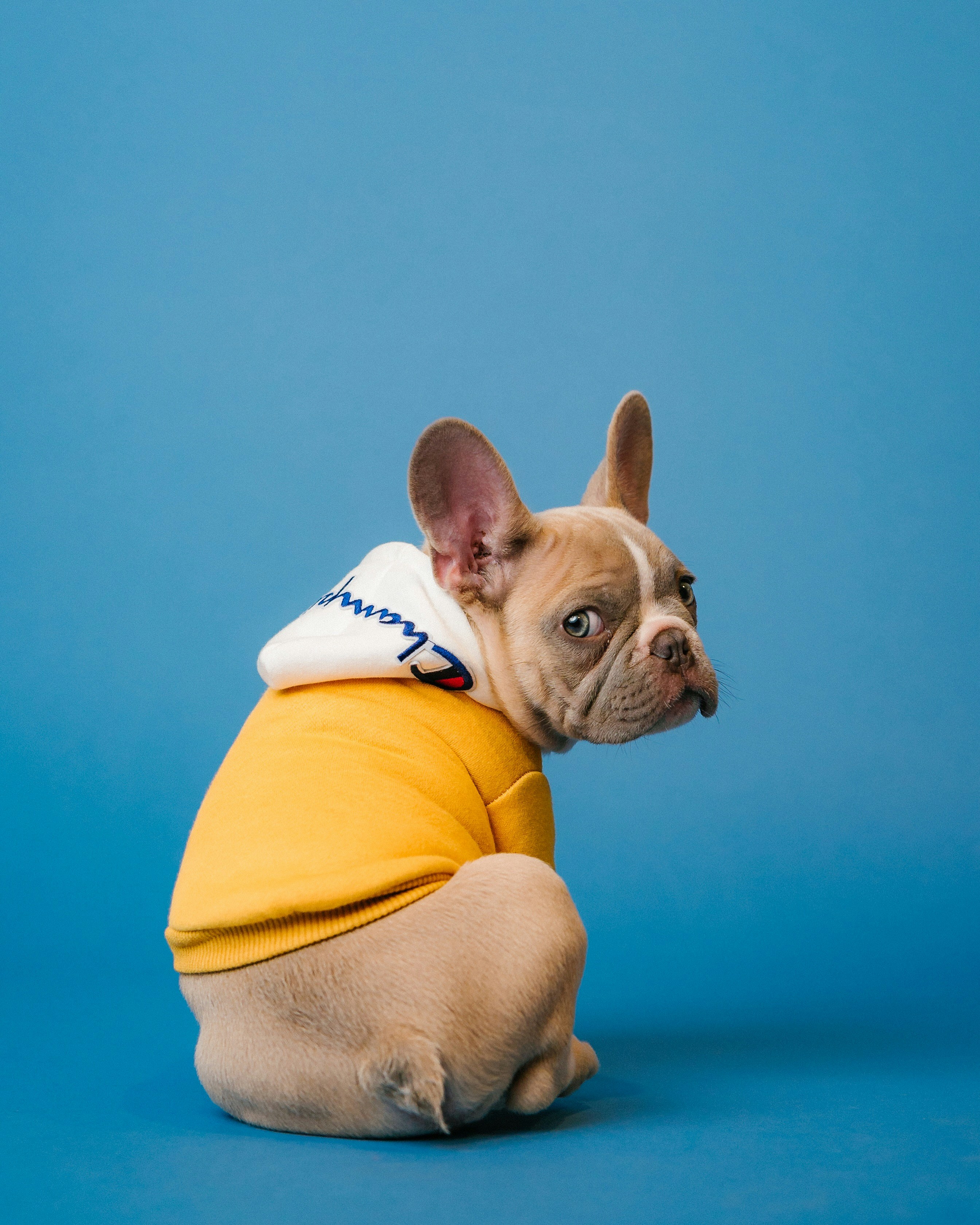 Young pet owner with a dog or cat