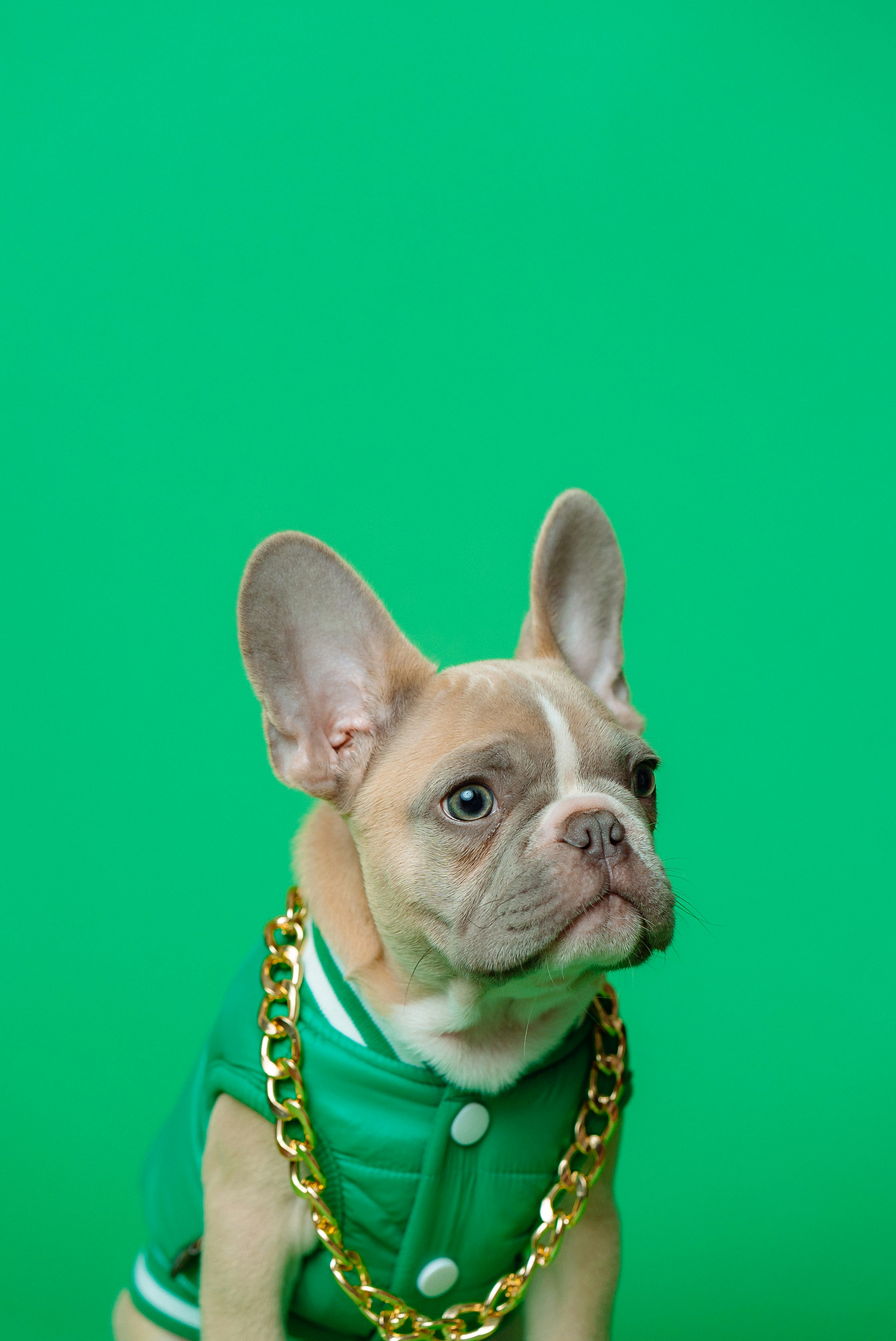 Pet health data chart or wearable tracker